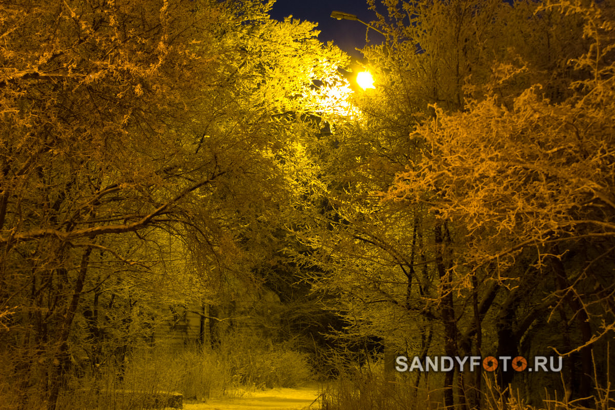 Ночная съёмка заиндевевших деревьев