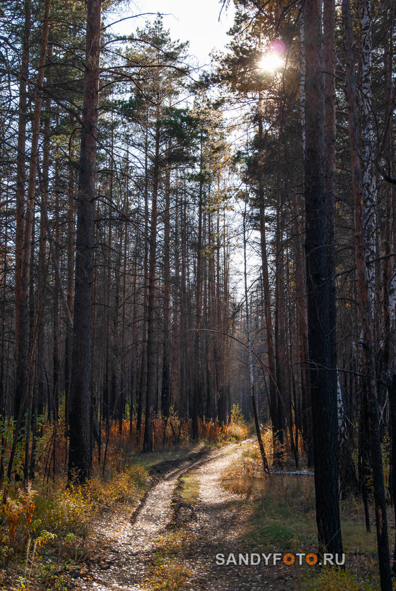 Прогулка по осеннему лесу