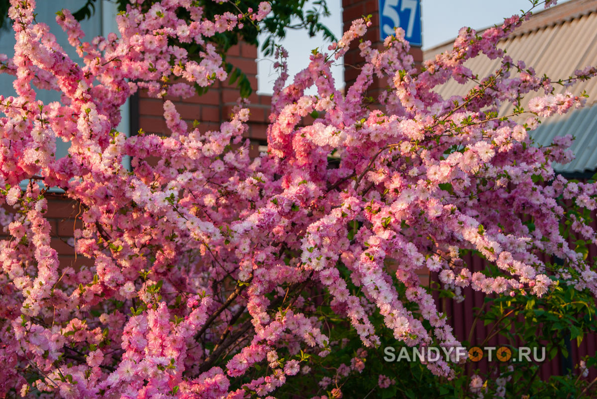 Как цветёт сакура... в Троицке